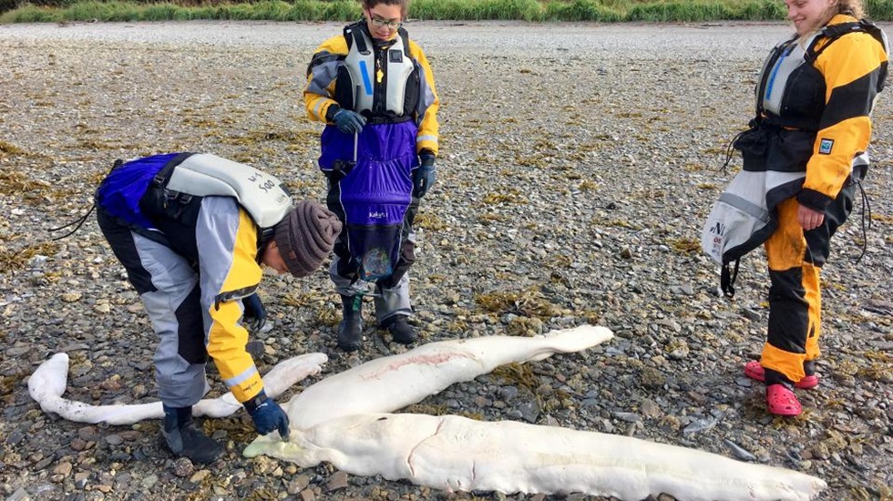 Sahilde gizemli bir deniz canlısının cesedi bulundu