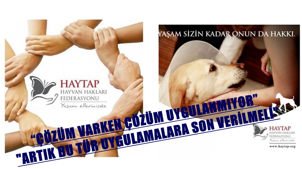 HAYTAP’tan Sokak köpeklerinin toplanmasına tepki: Artık bu tür uygulamalara son verilmeli
