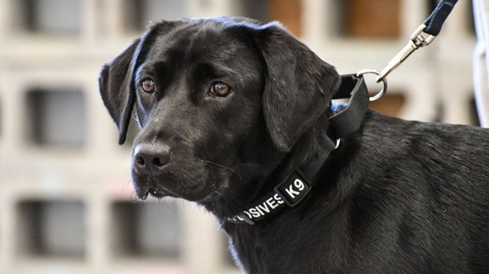 Eski bildiklerinizi unutun: Köpeklerde insan yılı hesabı değişti!