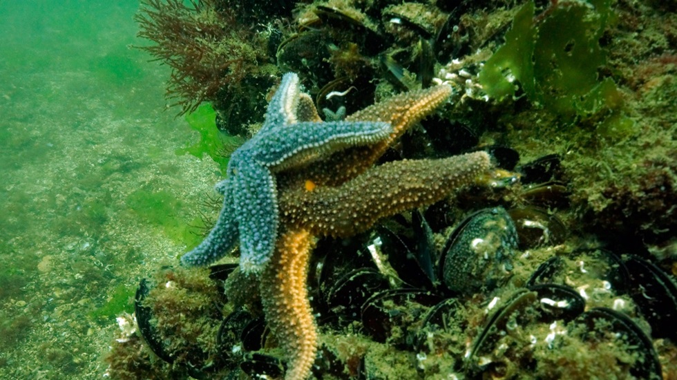 Sualtı Tarihi Araştırmaları,  lansmanı west İstanbul Marina’da yapılacak