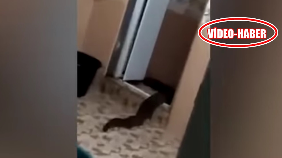 Fotoğrafçı Zula Anip, tuvaletten çıkan yaratığı görüntüledi