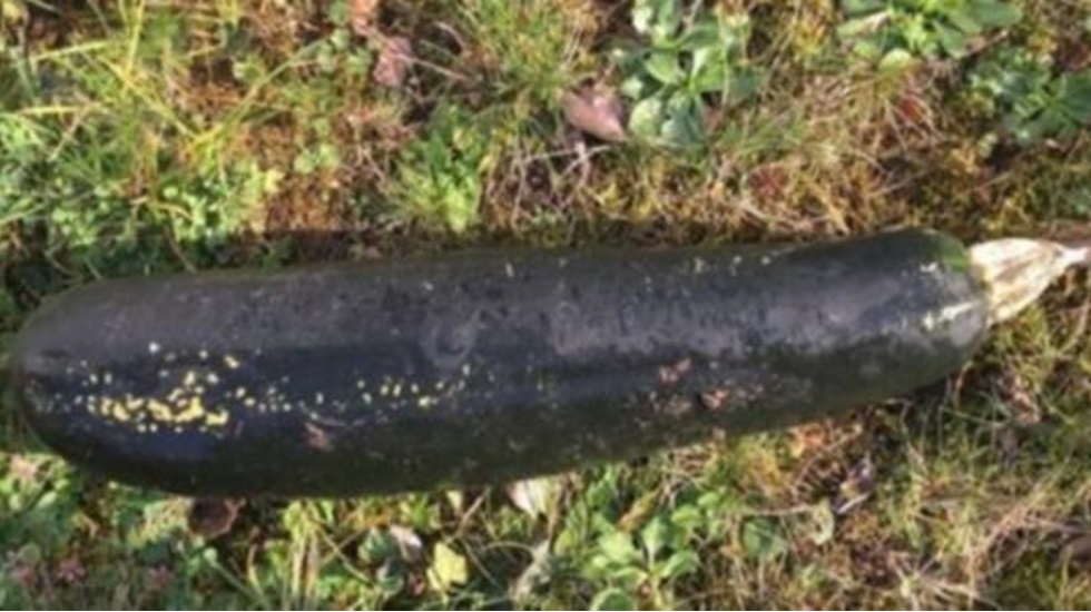 Patlamamış bomba sandılar, kabak çıktı