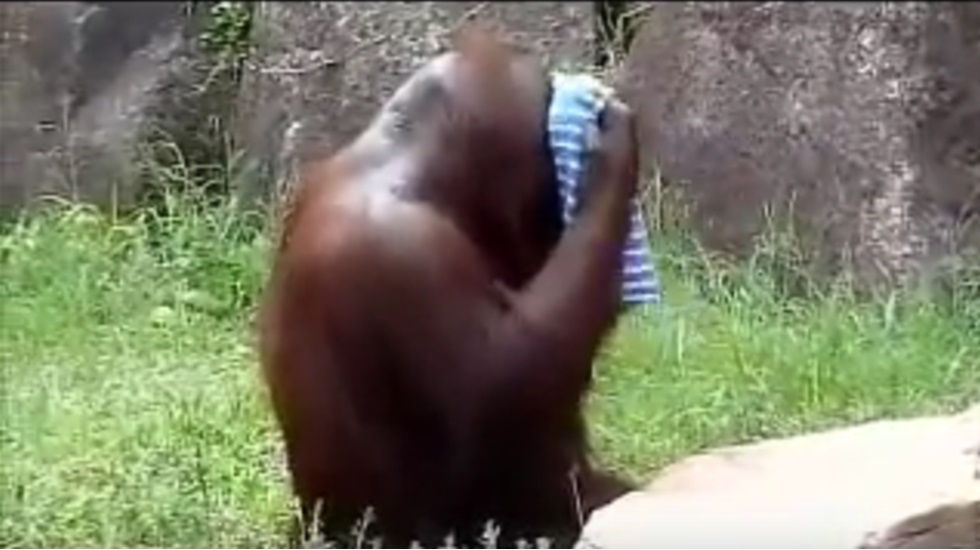 Kendisini havluyla temizleyen orangutanın görüntüleri şaşırttı
