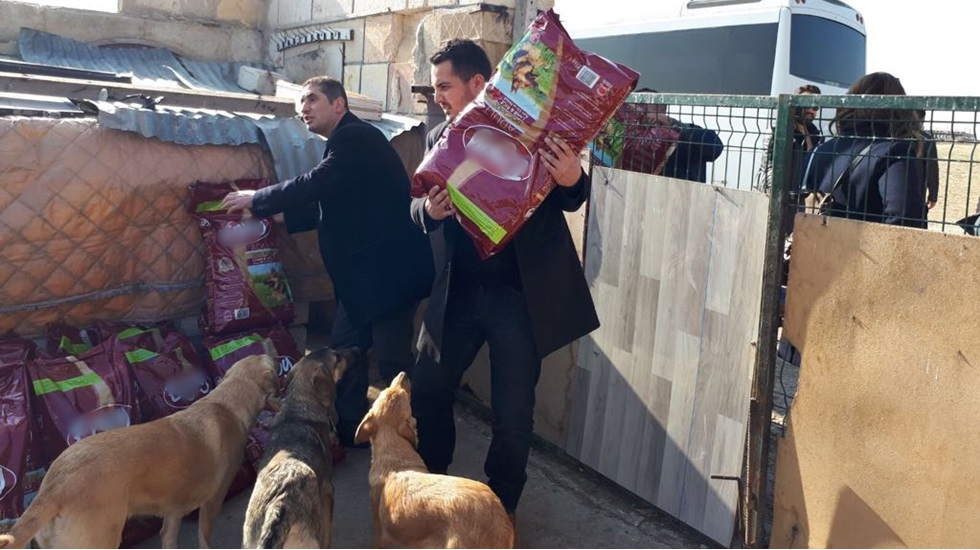 ‘Hayvan Hakları Büyük İstanbul Buluşması 25 Kasım’da’