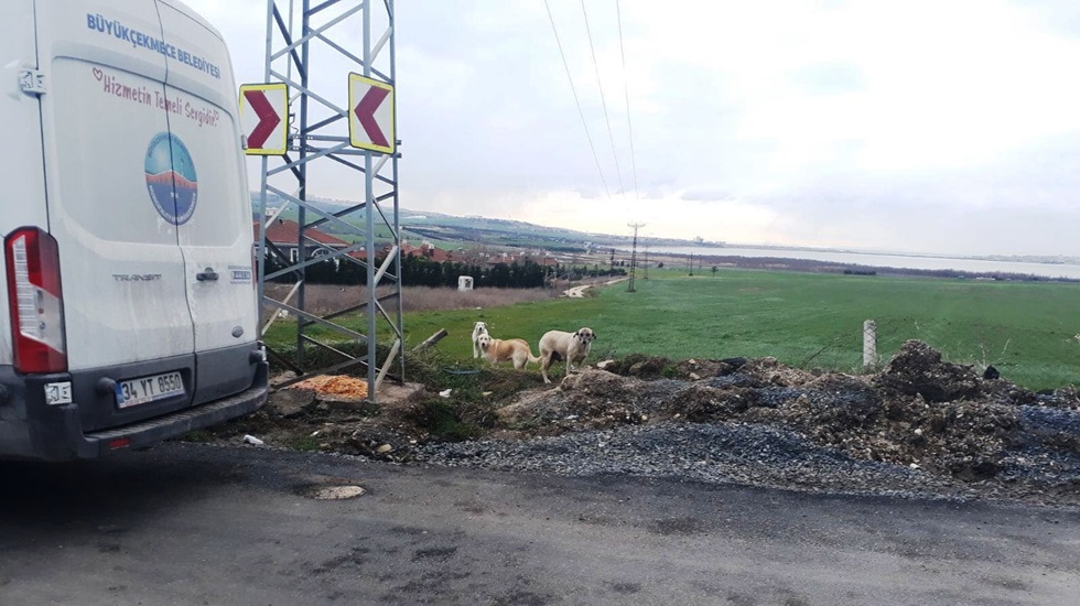 Büyükçekmece’de sokak hayvanları bu kışta aylarında da aç kalmıyacak