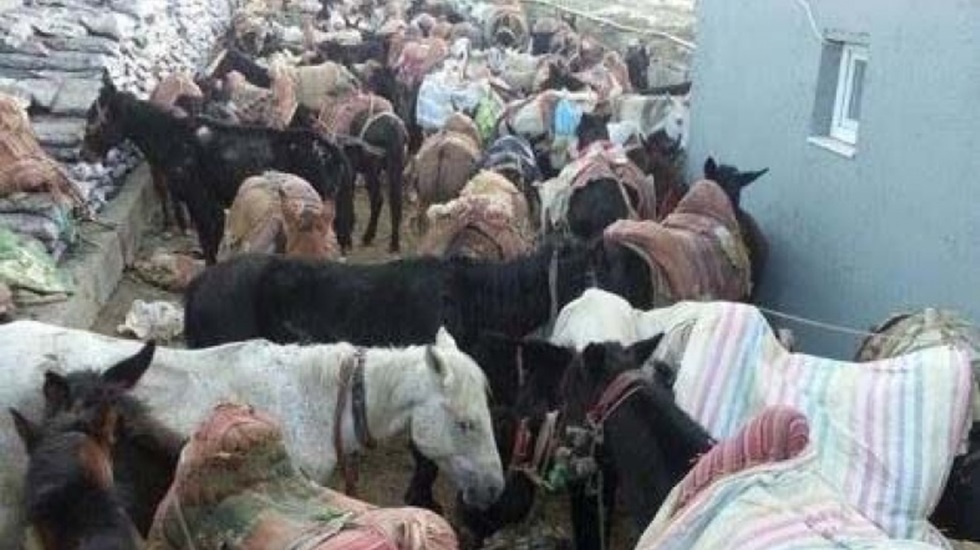 Gözaltına alınan katırlar tutuksuz yargılanmak üzere serbest bırakıldı