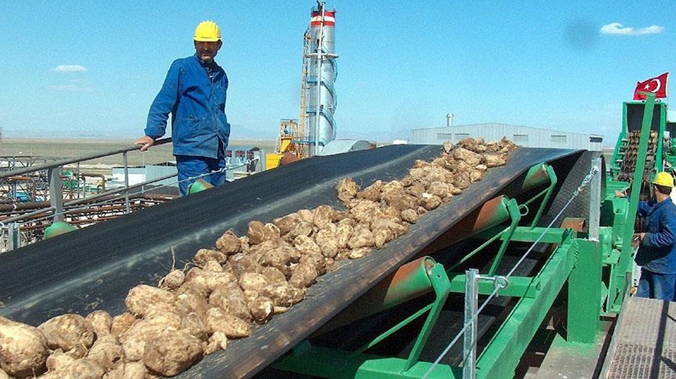 İşin uzmanı  Şeker pancarının yararlarını açıkladı