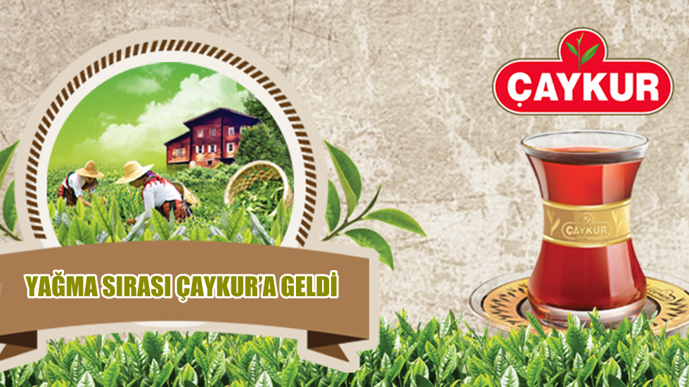 CHP’li Pekşen: Yağma sırası ÇAYKUR’a geldi