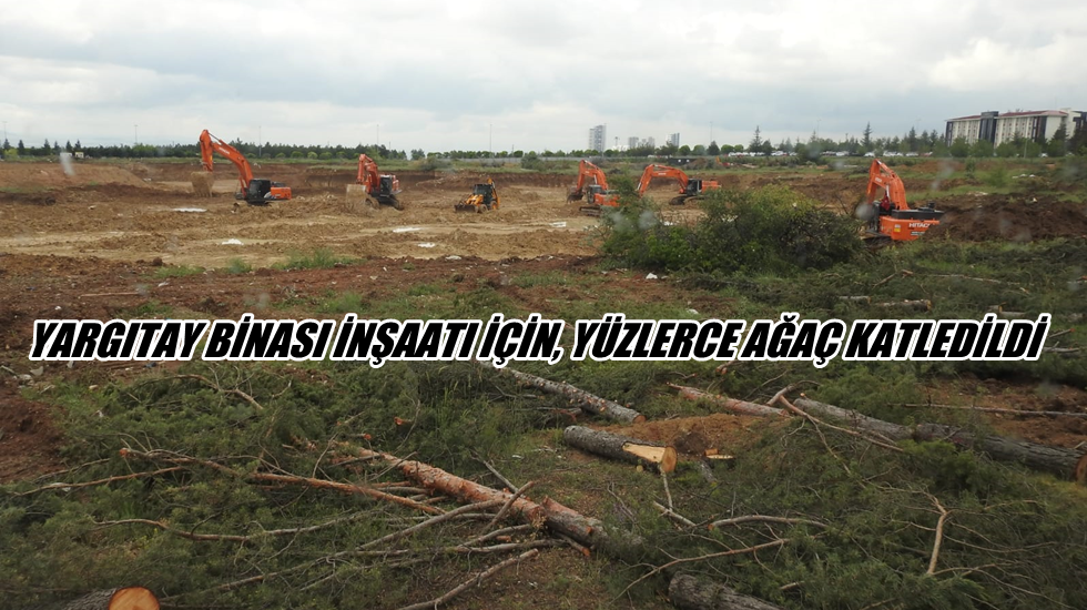 Gezi’nin yıldönümünde yine ağaç katliamı