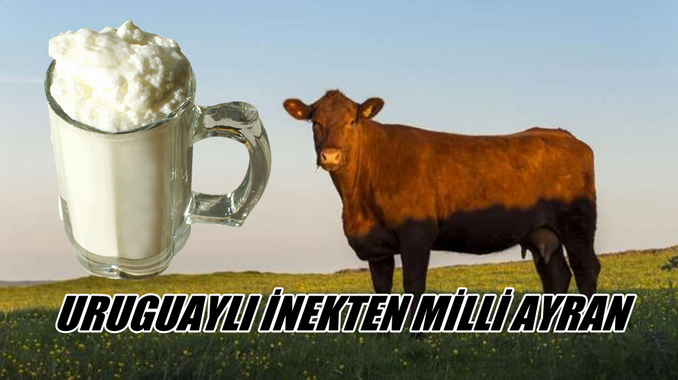 Muharrem İnce: Uruguaylı inekten milli ayran nasıl oluyor?