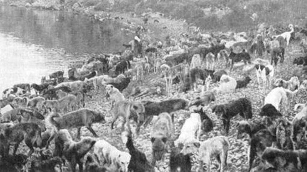 Hayırsızada’ya Sokak Köpeği Sürgününün 108. Yılı