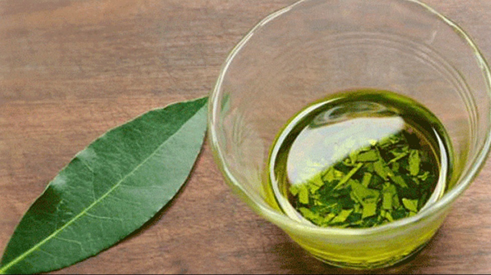 Silivri’de ‘defne yağı’ deneme çalışmaları başlatıldı