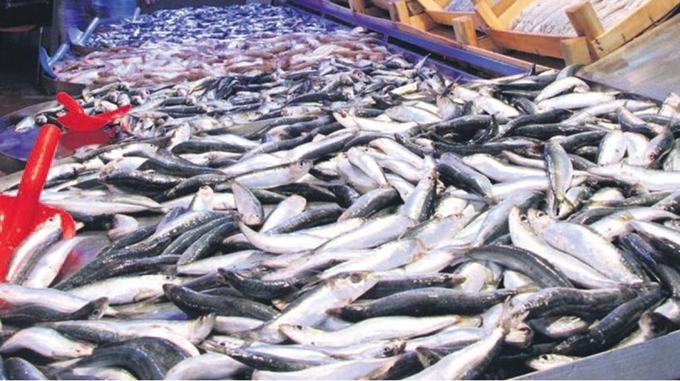 Dünya 20 kilo balık yerken bir Türk 7 kilo balık yiyor