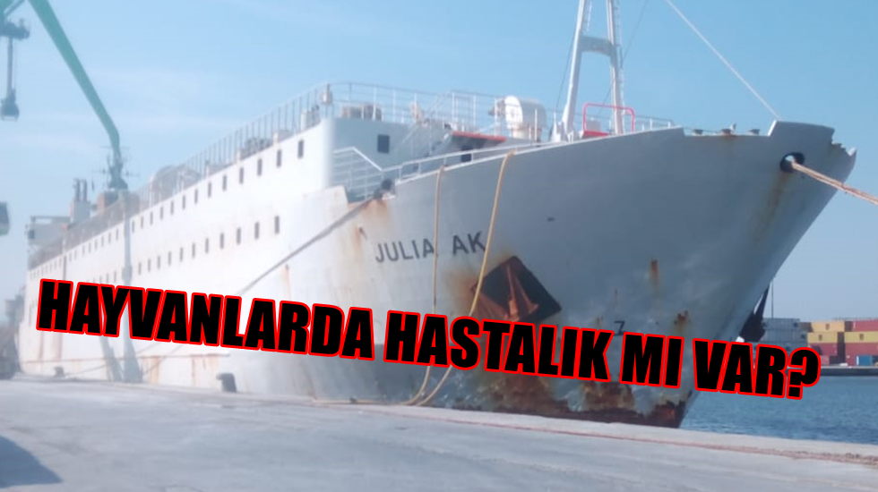 CHP’li Polat: “Neden 11 gündür hayvanlarla ilgili bir işlem yapılmadı?”