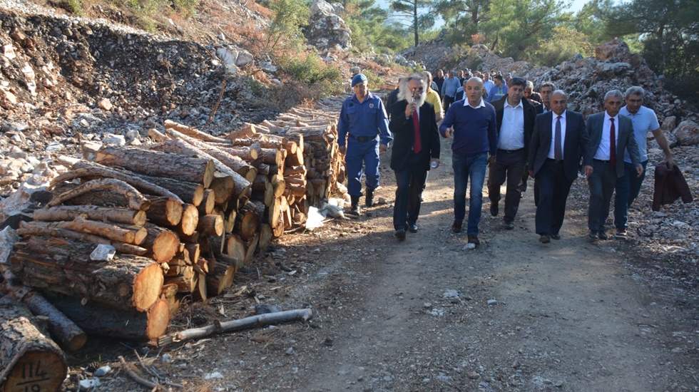 Taş için koca bir orman katlediliyor
