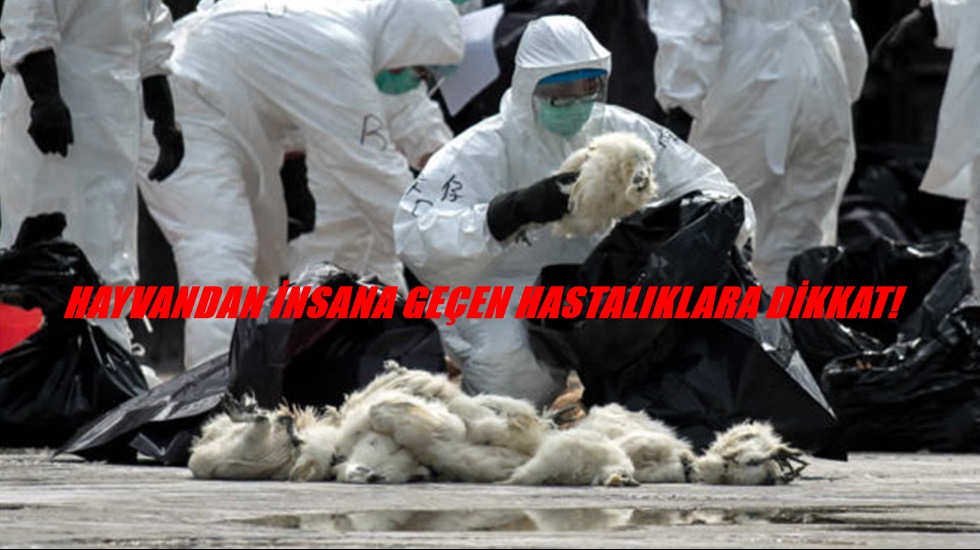 “Geçen yıl 6 bin 457 kişi bruselloz hastalığına yakalanmış!”