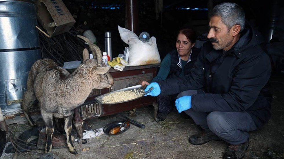 Avcıların yaraladığı dağ keçisine köylüler bakıyor