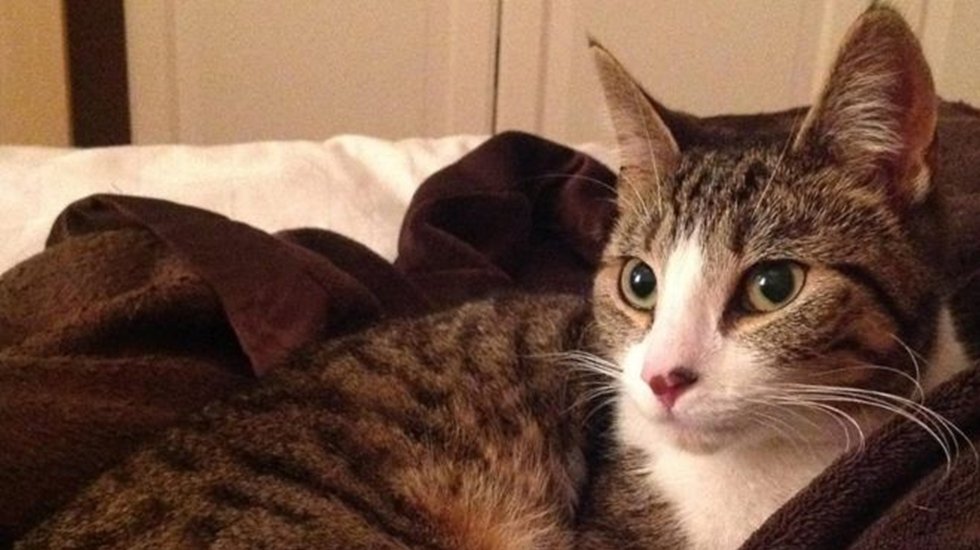 Kayıp kedi 5 yıl sonra geri döndü