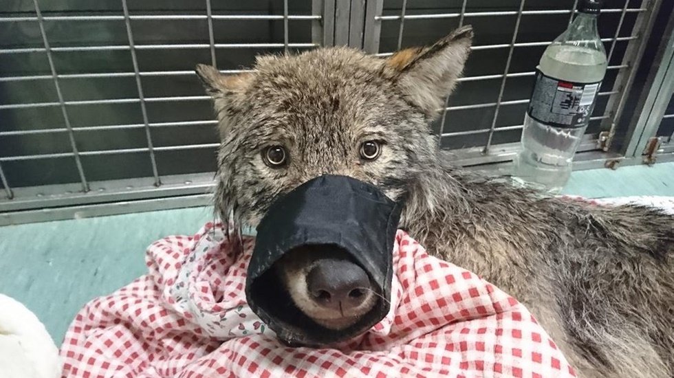 Köpek sanılıp buzlu sudan kurtarılan hayvan kurt çıktı