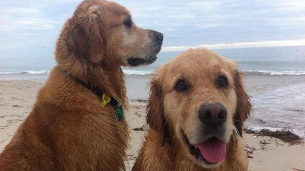 Vegan yetiştirilen köpekler sağlıklı ve mutlu