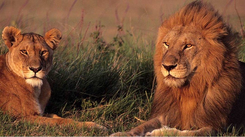 Bir kişi bahçesinde beslediği aslan tarafından öldürüldü