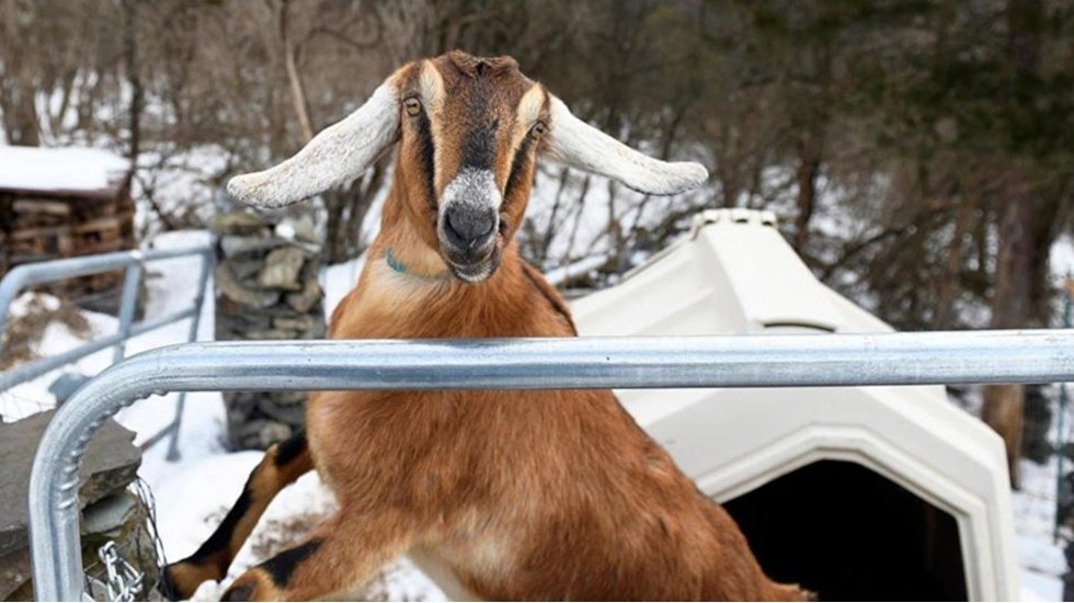 Kent sakinleri bir keçiyi Belediye Başkanı seçiti!