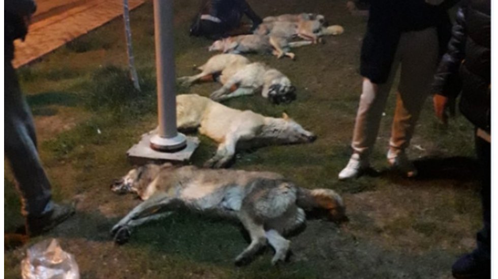 Ankara, Batıkent'te çok sayıda köpeği zehirlediler