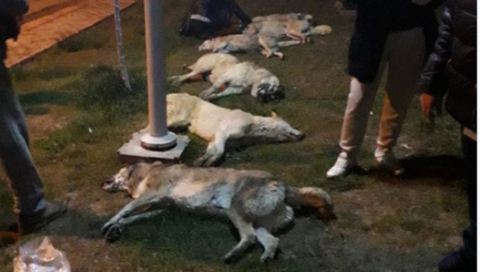 Ankara'daki köpek katliamında yeni gelişme
