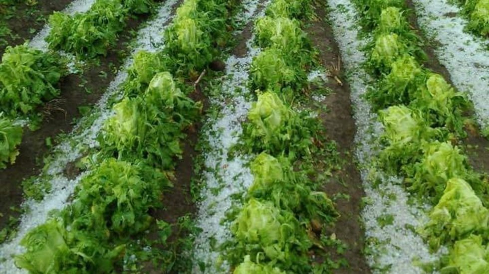 CHP: "Arazileri zarar g&ouml;ren &ccedil;ift&ccedil;ilerin bor&ccedil;ları faizsiz 2 yıl ertelensin"