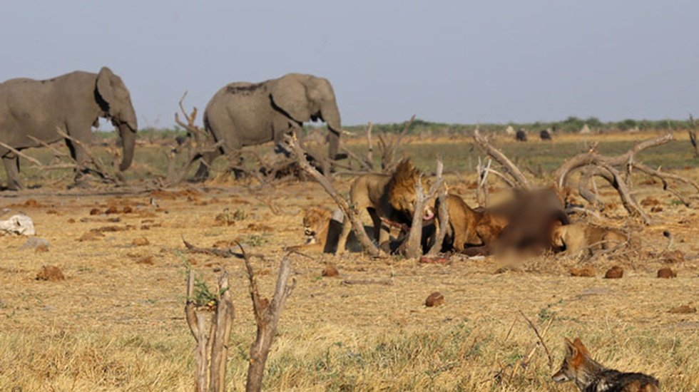 Ka&ccedil;ak gergedan avcısını filler &ouml;ld&uuml;rd&uuml;, aslanlar yedi