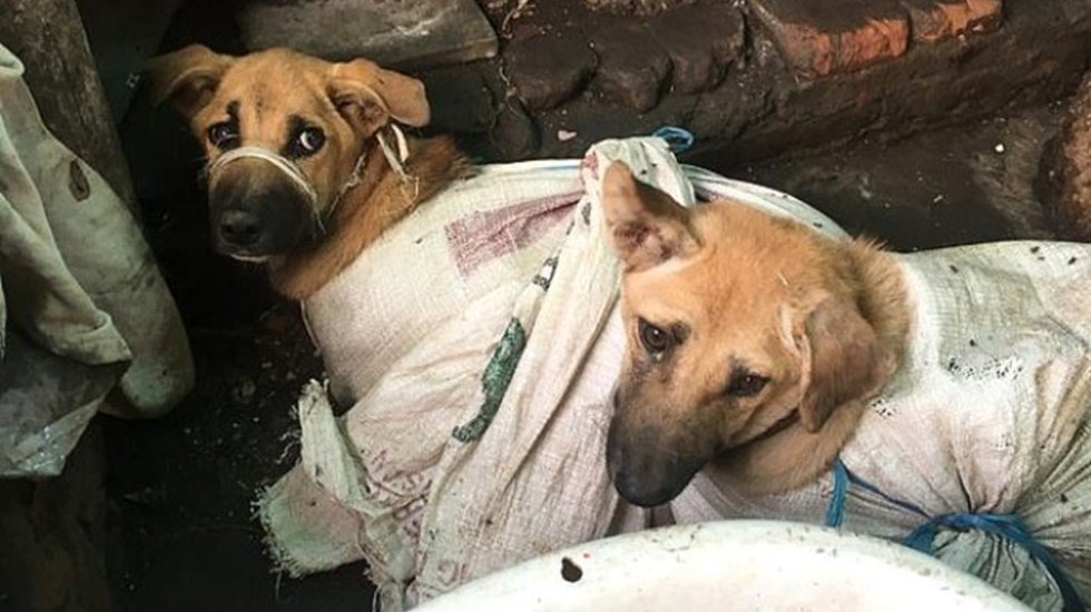 K&ouml;pekleri &ccedil;uvallara koyup d&ouml;ve d&ouml;ve &ouml;ld&uuml;r&uuml;yorlar!