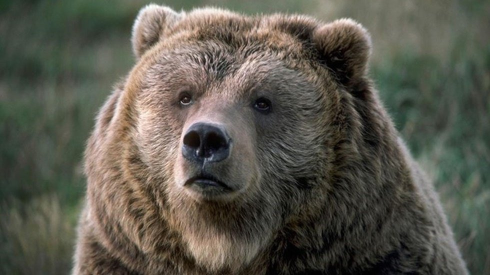 Ayı, avcıların arabasından buzdolabı &ccedil;aldı