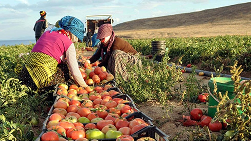 CHP'li Barut: "Tarımda ithalata değil ihracata destek verilsin"