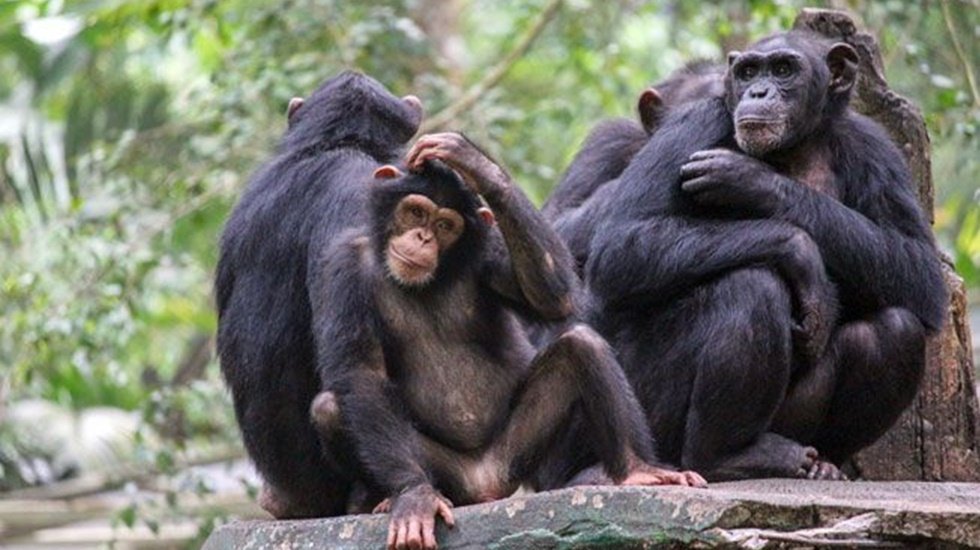Acımasızlığın b&ouml;ylesi: Bazı zenginler d&uuml;ğ&uuml;nlerde şempanze eti yiyor