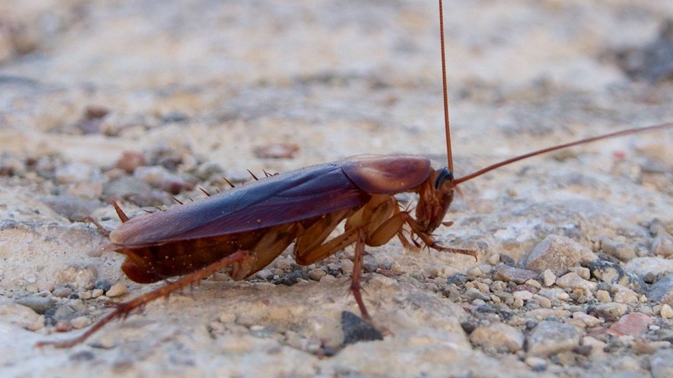 9 santimetre boyunda Amerikan hamam b&ouml;cekleri So&ccedil;i sokaklarını sardı