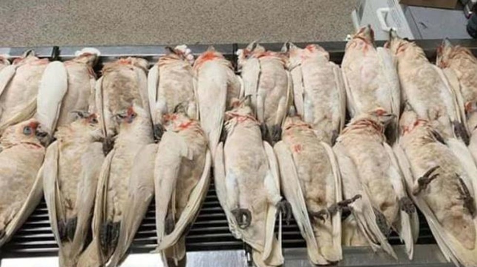 G&ouml;ky&uuml;z&uuml;nden yere g&ouml;zleri kan i&ccedil;inde &ccedil;ığlık atan kuşlar yağdı!