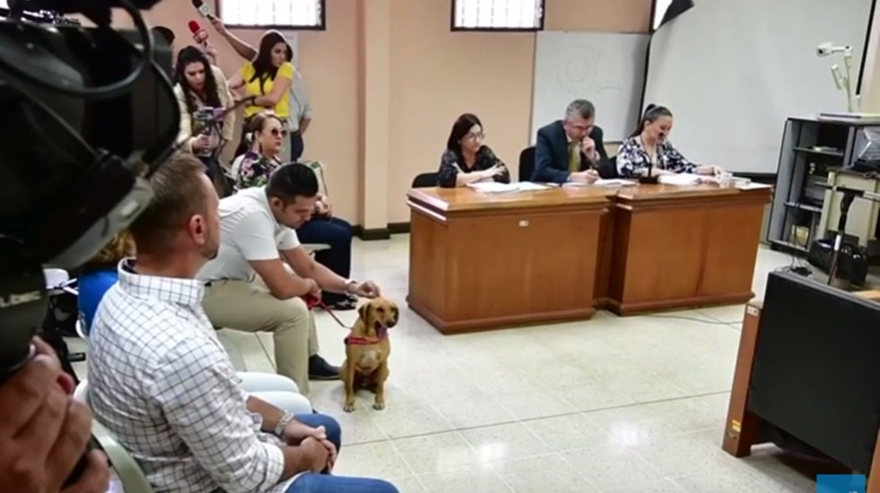 K&ouml;t&uuml; muamele g&ouml;r&uuml;p hakkını arayan k&ouml;pek mahkeme salonunda