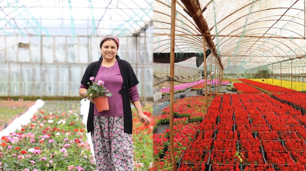 Muğlalı &ccedil;ift&ccedil;iye alım garantili &ldquo;s&uuml;s bitkisi&rdquo; desteği