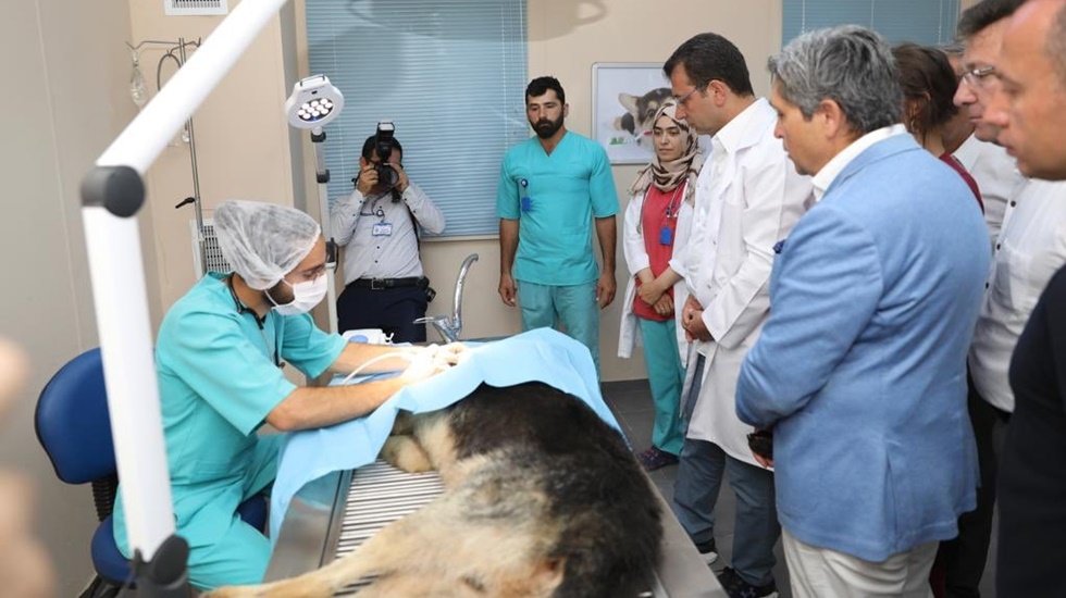 Başkan İmamoğlu’ndan sokak canlıları için talimat