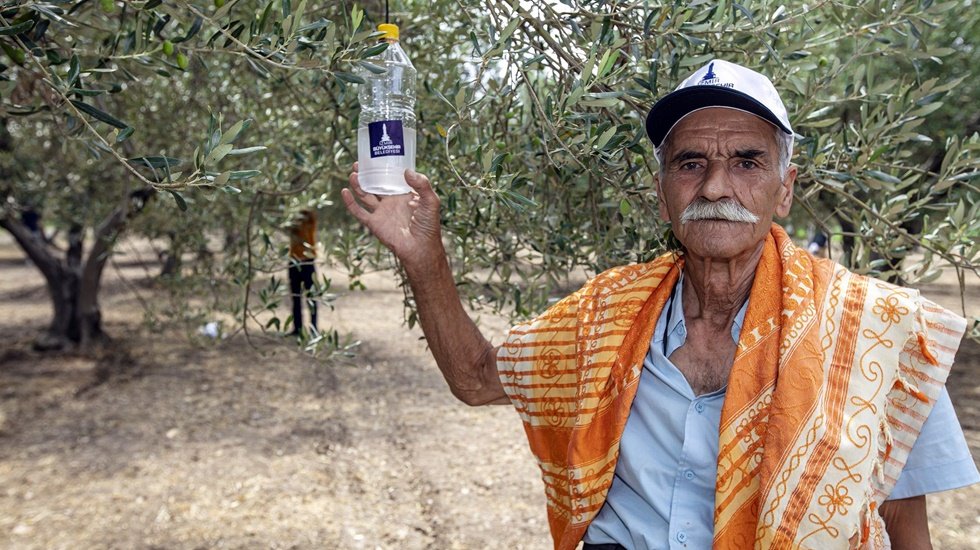 Foça’da 44 bin zeytin ağacı koruma altına alındı