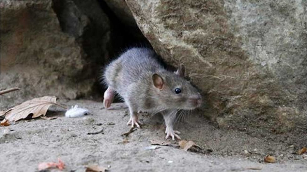 Hollanda, &lsquo;şimdiye kadar benzeri g&ouml;r&uuml;lmemiş fare saldırısına uğrayabilir&rsquo;