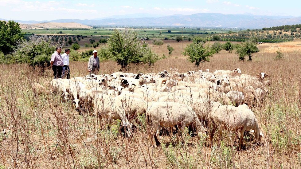 Veba salgını Meclis g&uuml;ndeminde