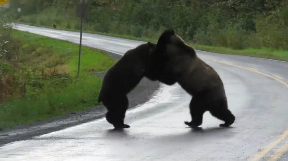 Kanada'da iki ayı yol ortasında kapıştı
