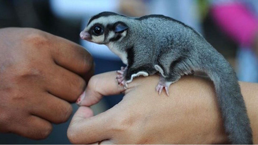 Yeni bir t&uuml;r u&ccedil;an sincap keşfedildi