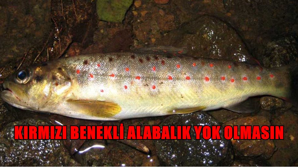 CHP&rsquo;den m&uuml;thiş teklif!