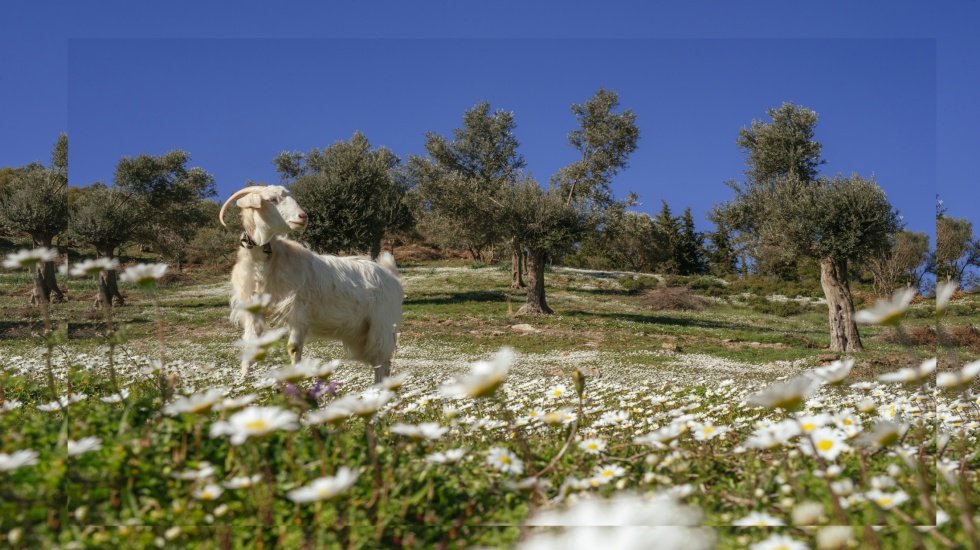 Mera İzmir projesi ile meralar korunacak