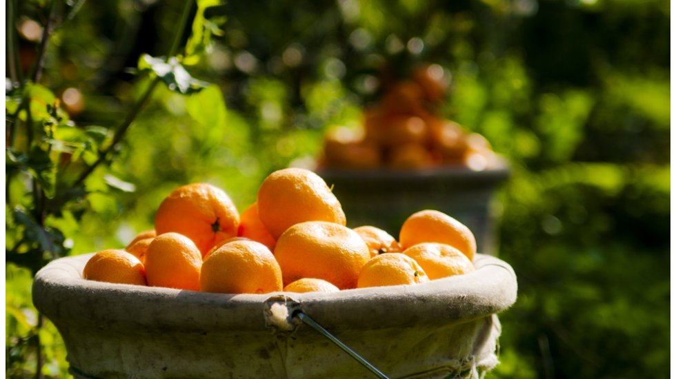 Satsuma mandalinanın ihracat yolculuğu başlıyor