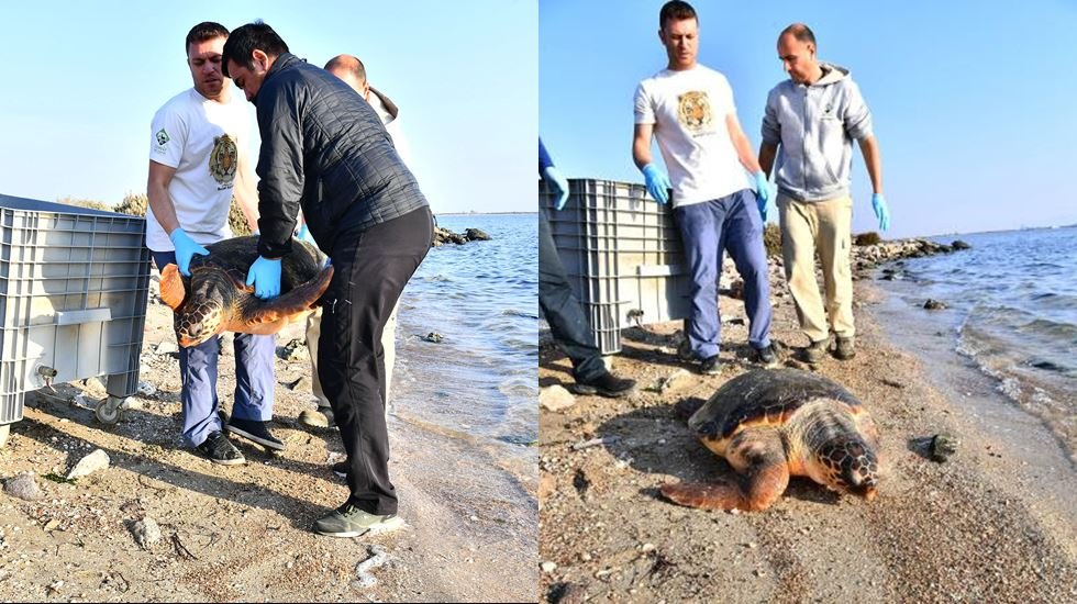 Ağlara takılan caretta caretta kurtarıldı