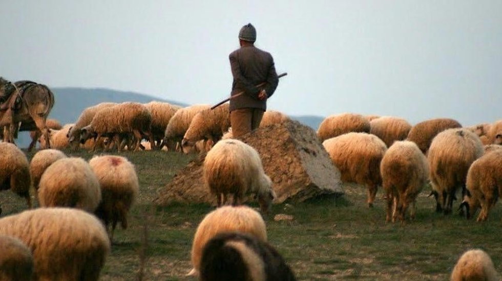 İŞKUR'dan çobanlık akademisi: Harçlık devletten