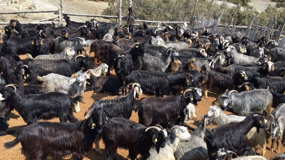 Muğlalı kadınlara &ldquo;kıl ke&ccedil;isi&rdquo; desteği